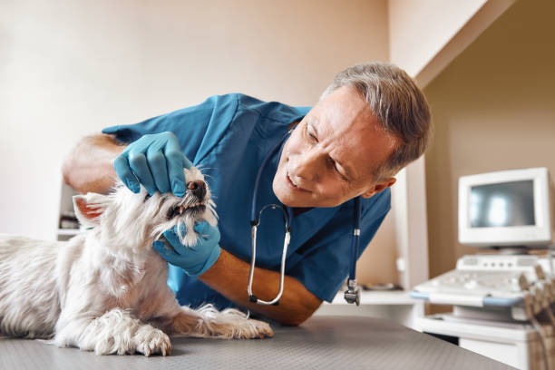 Best Same-Day Emergency Dental Services in Munday, TX